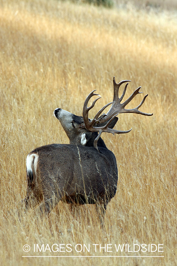 Mule deer buck in habitat. 