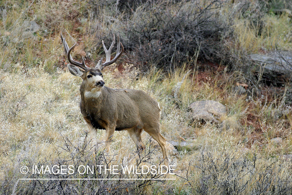 Mule deer buck in habitat. 