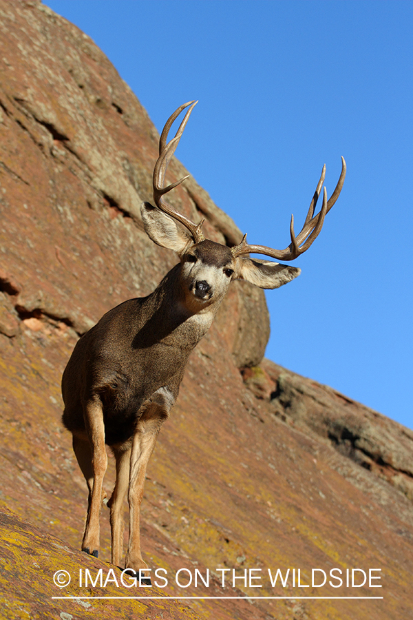 Mule deer buck in habitat. 