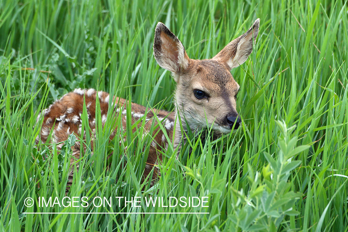 Mule deer fawn in habitat.