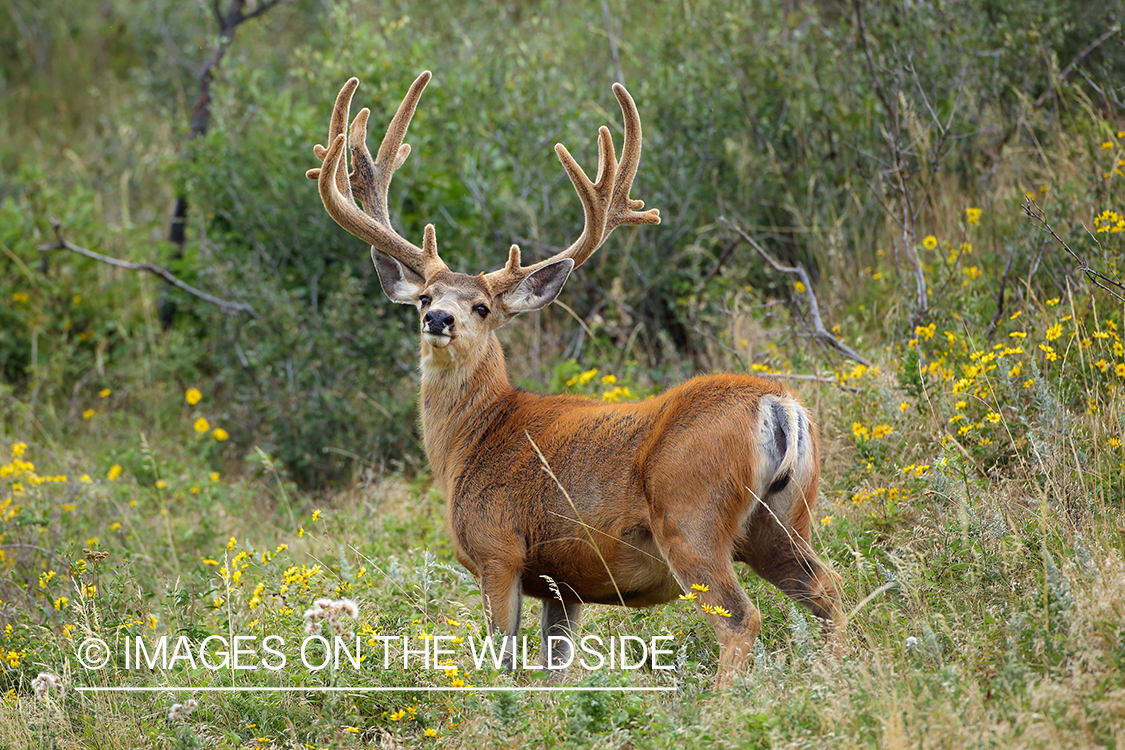 Mule deer buck in velvet.