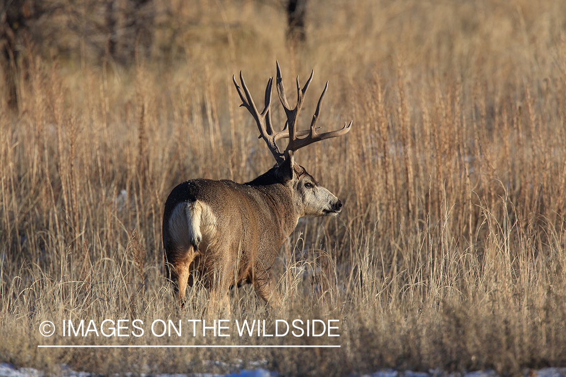 White-tailed buck in field in late fall.