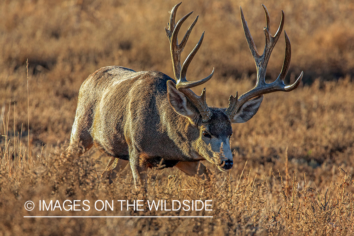 Mule deer buck in rut.