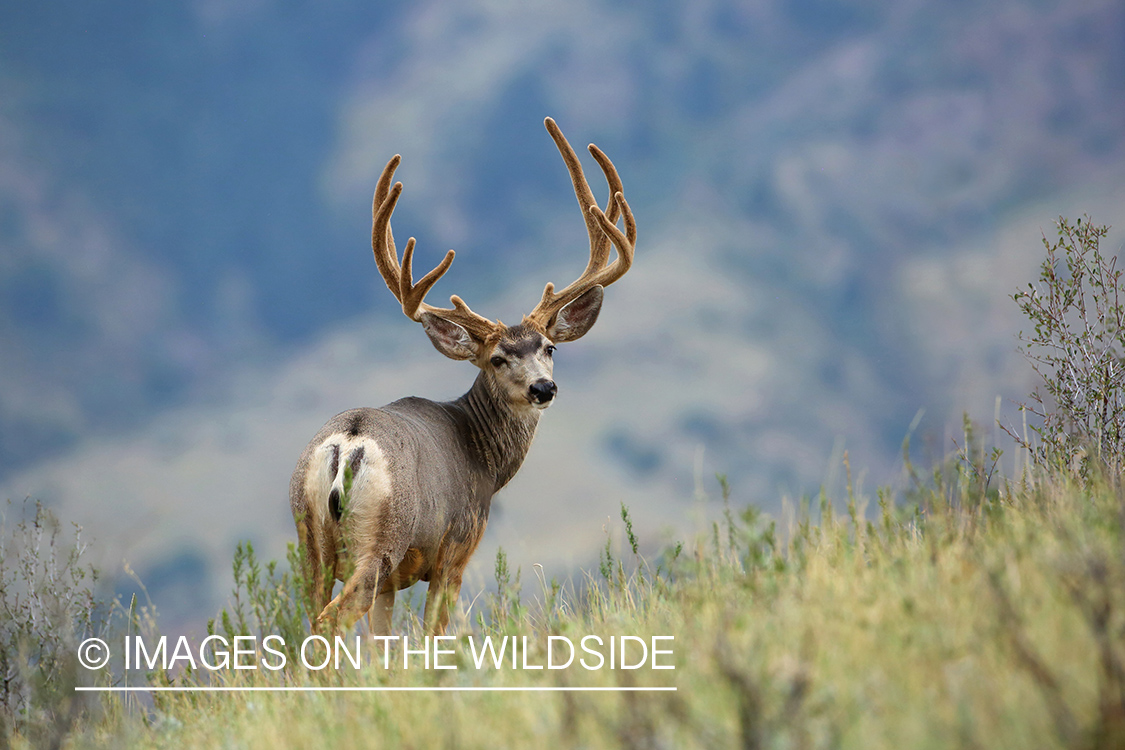 Mule buck in Velvet.