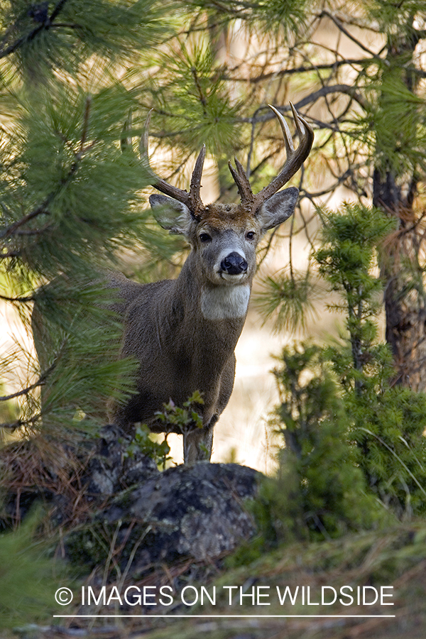 White-tailed deer in habitat