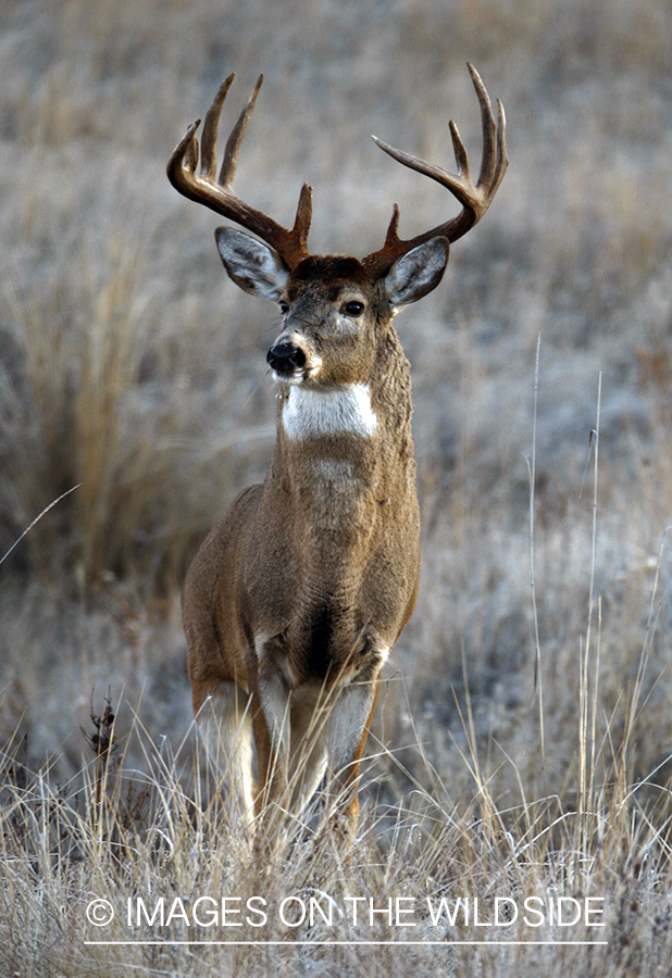 Whitetail Buck