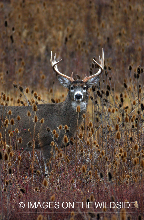 Whitetail Buck in Field