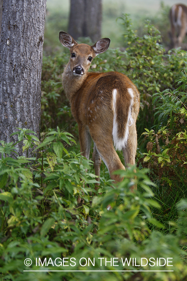 Whitetail fawn in habitat