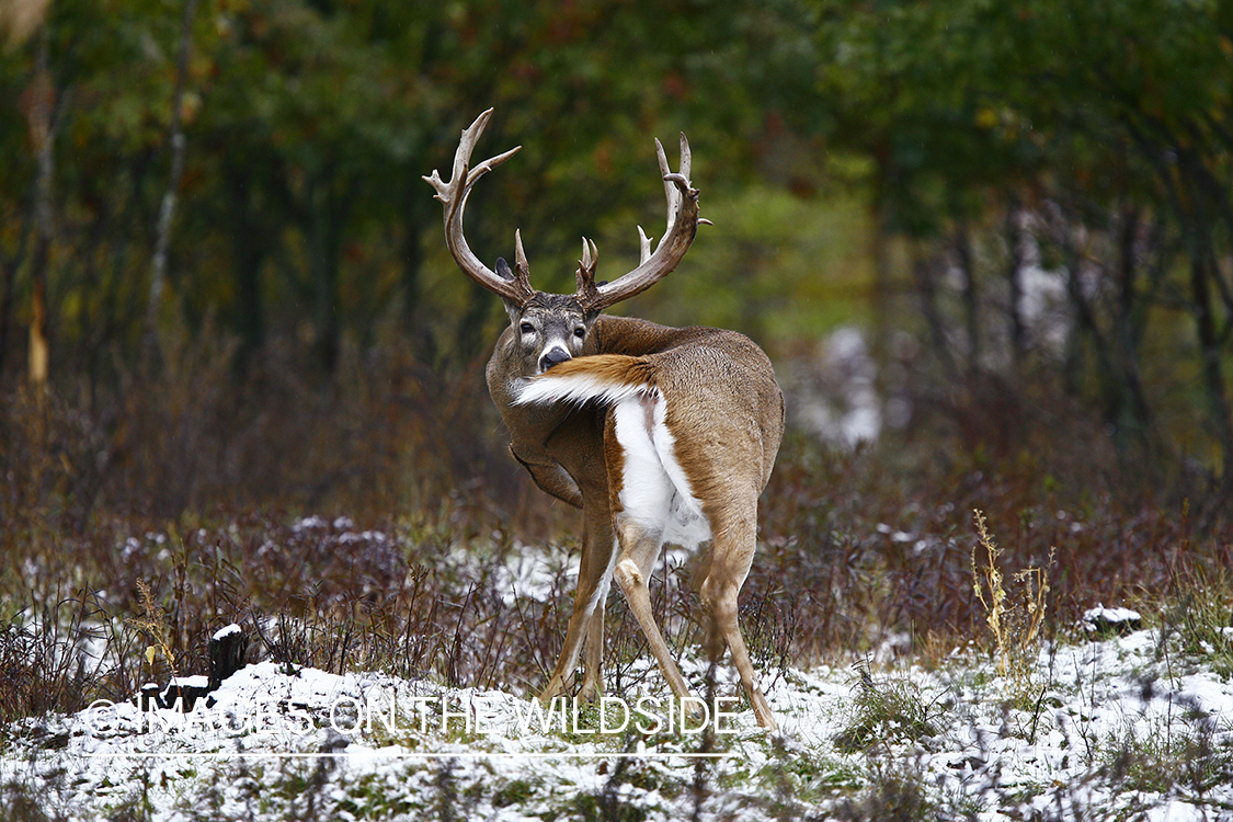 Whitetail buck scratching tail