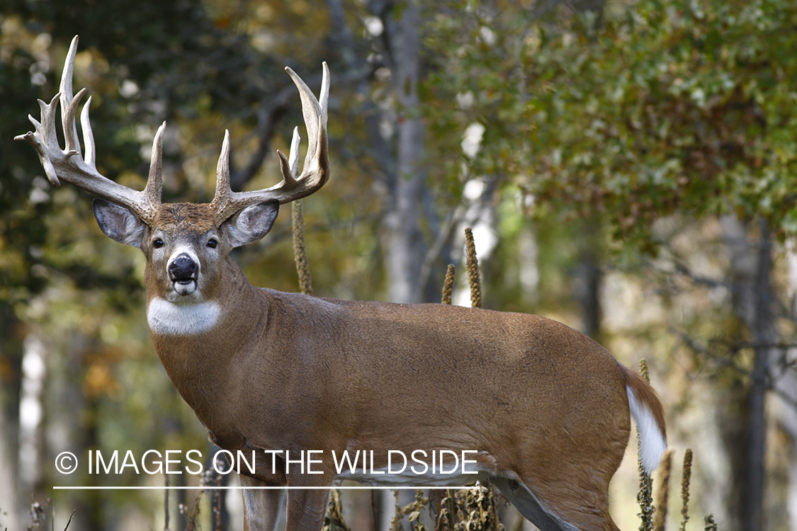 Whitetail buck in habitat