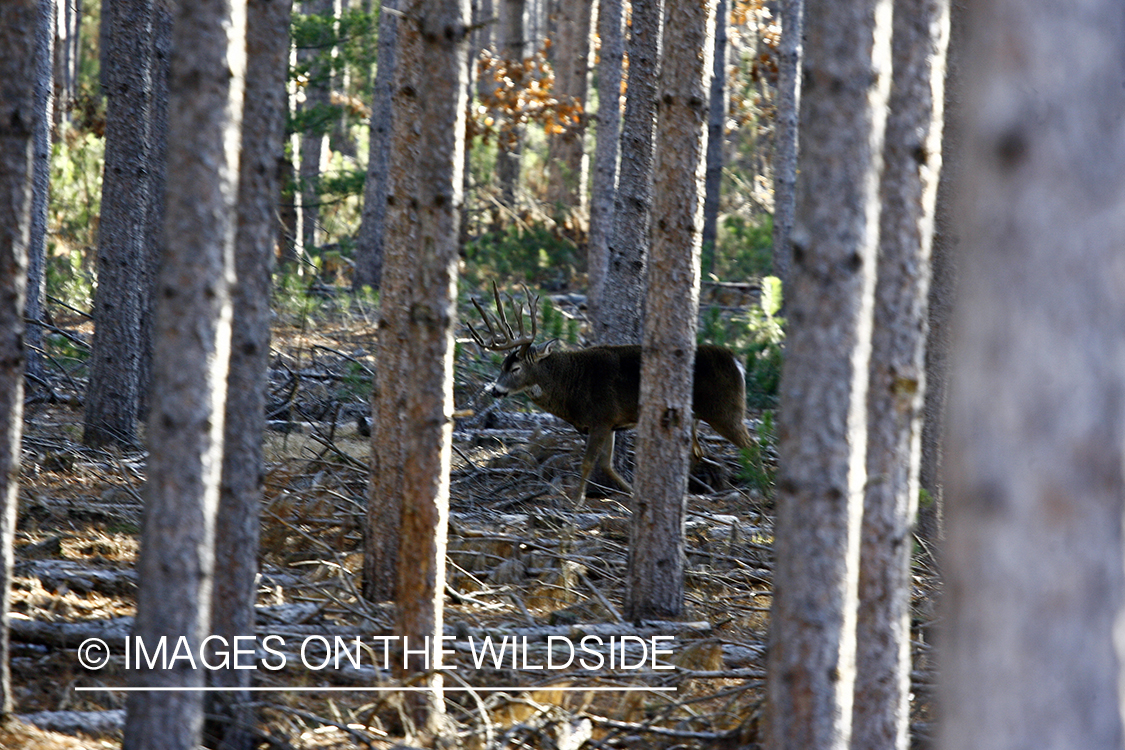 Whitetail buck in habitat.