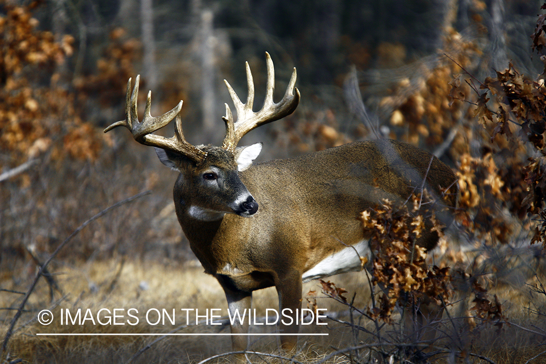 Whitetail buck in habitat.