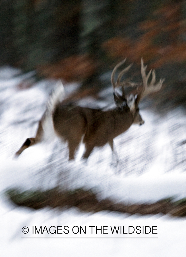 White-tailed buck in habitat.