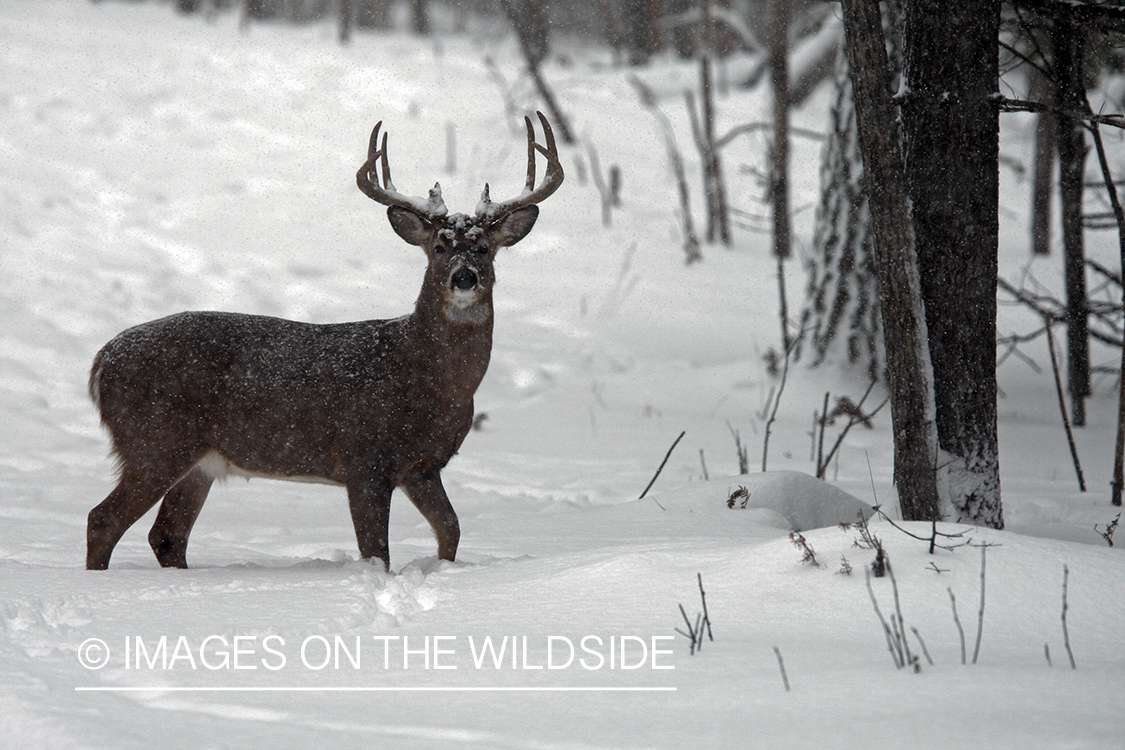 White-tailed buck in habitat.