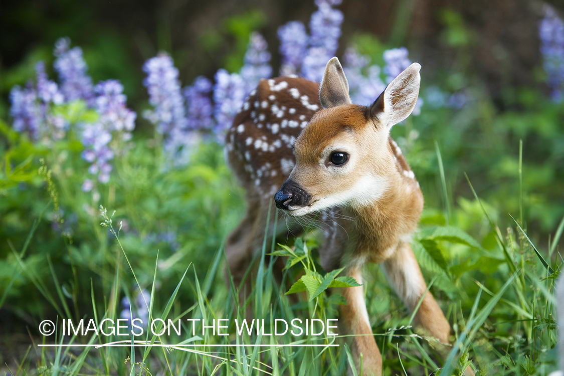 White-tailed Deer Fawns