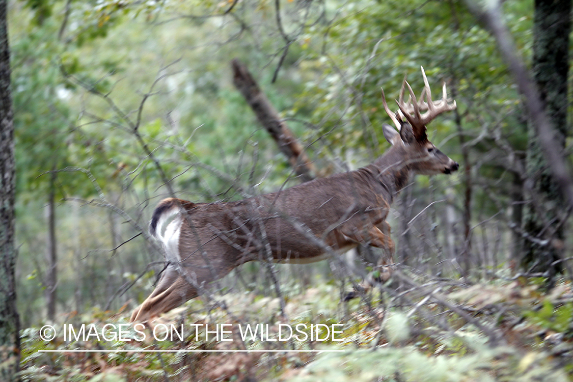 White-tailed buck running through habitat