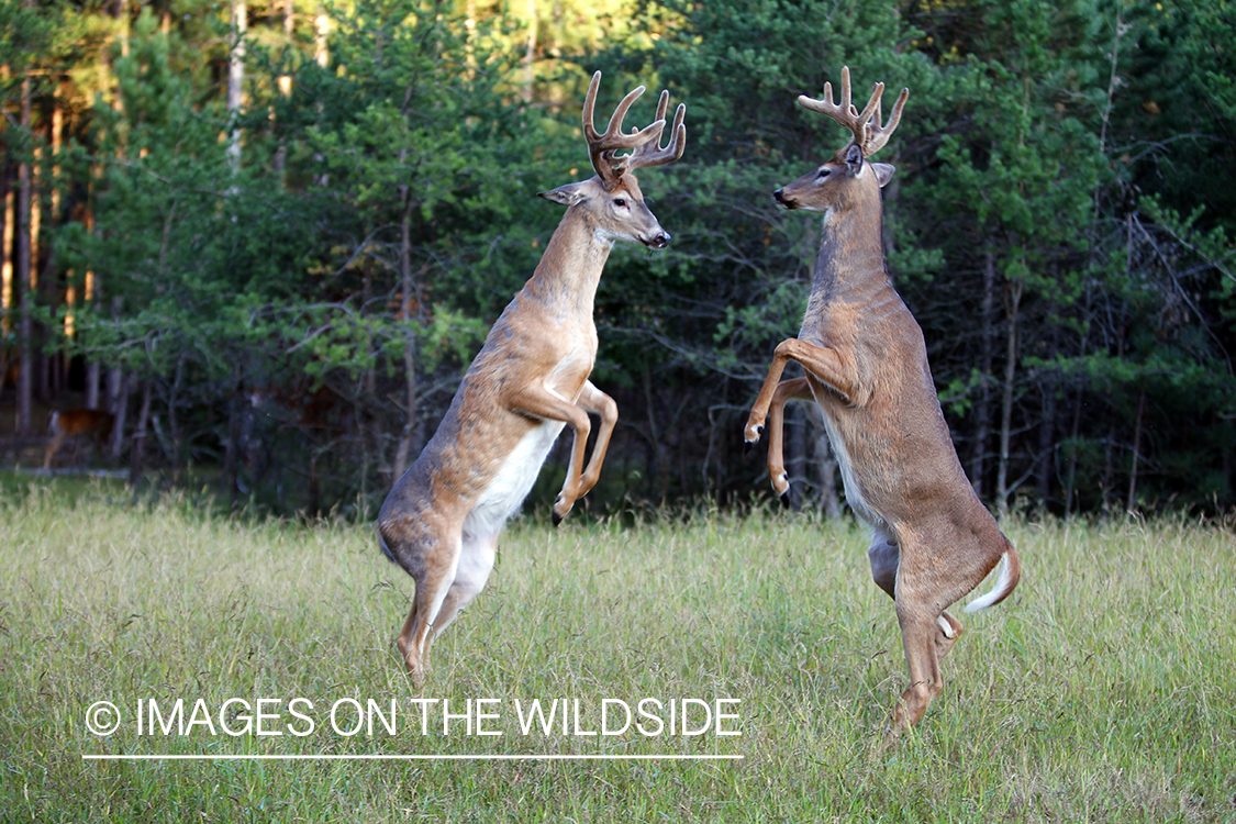 White-tailed bucks fighting