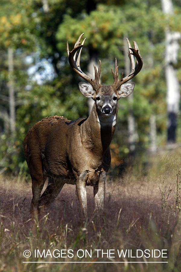 White-tailed buck in habitat. *