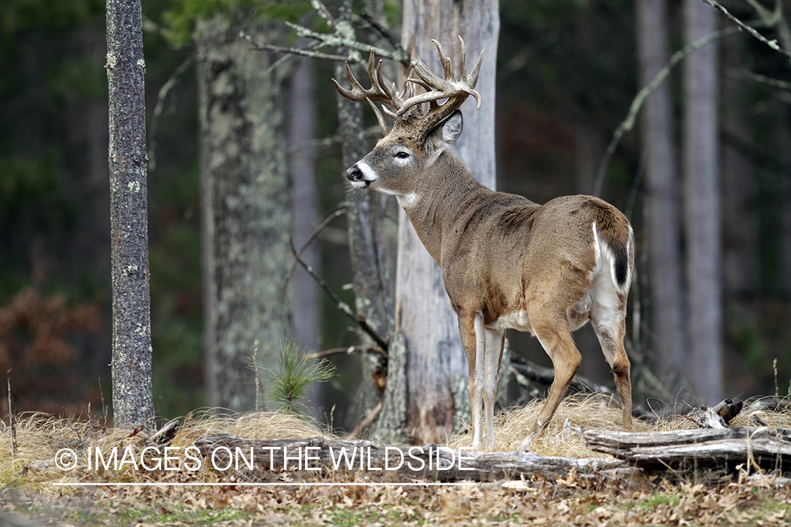 White-tailed buck in habitat. *