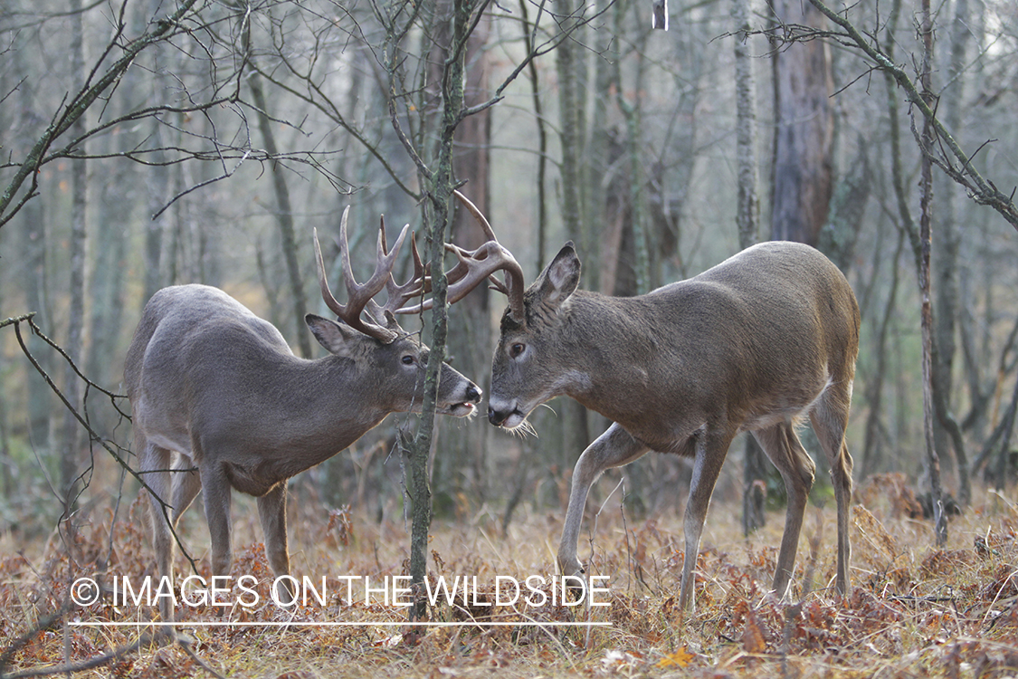 White-tailed bucks fighting. 