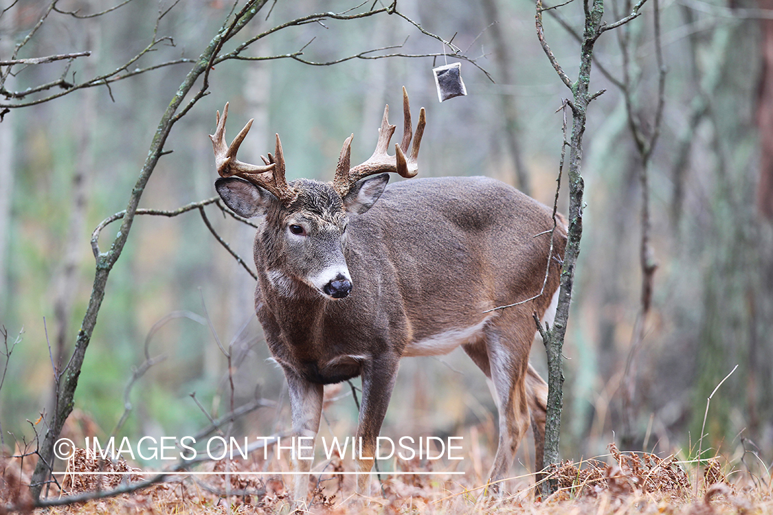 White-tailed deer investigating scent lure. 