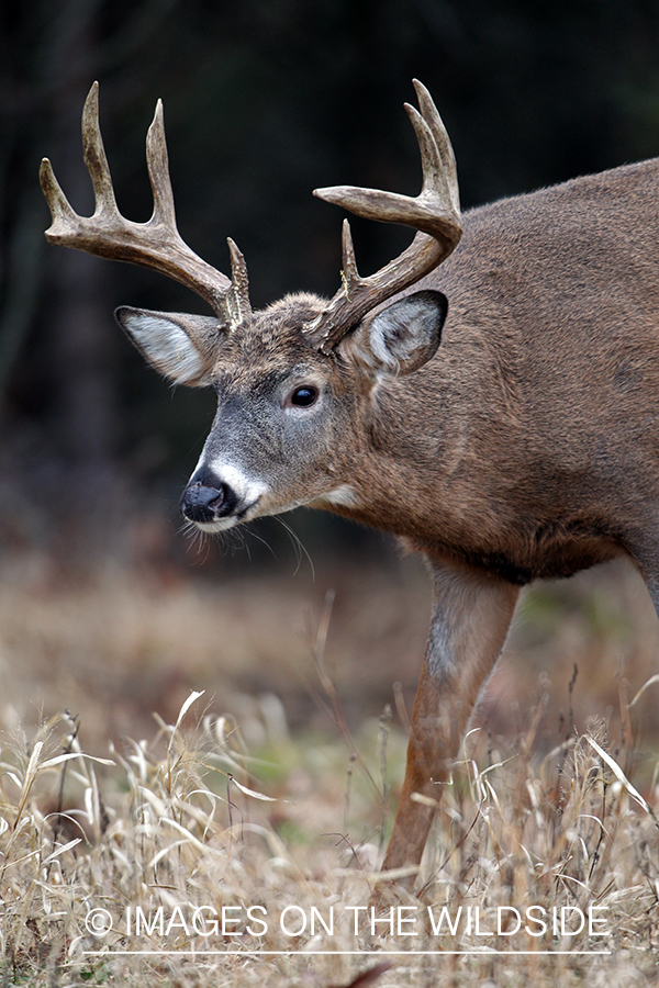 White-tailed buck in habitat. *