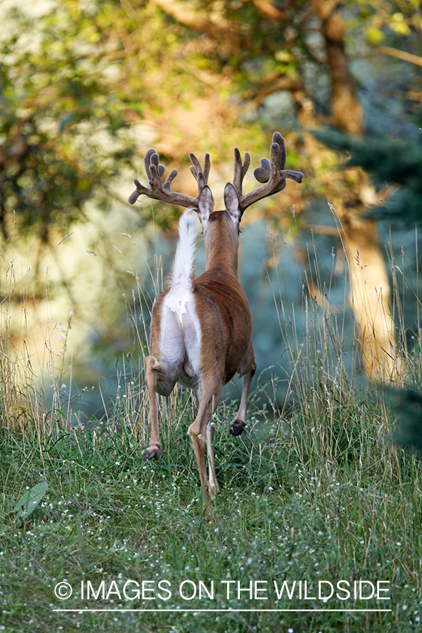 White-tailed buck in summer habitat *