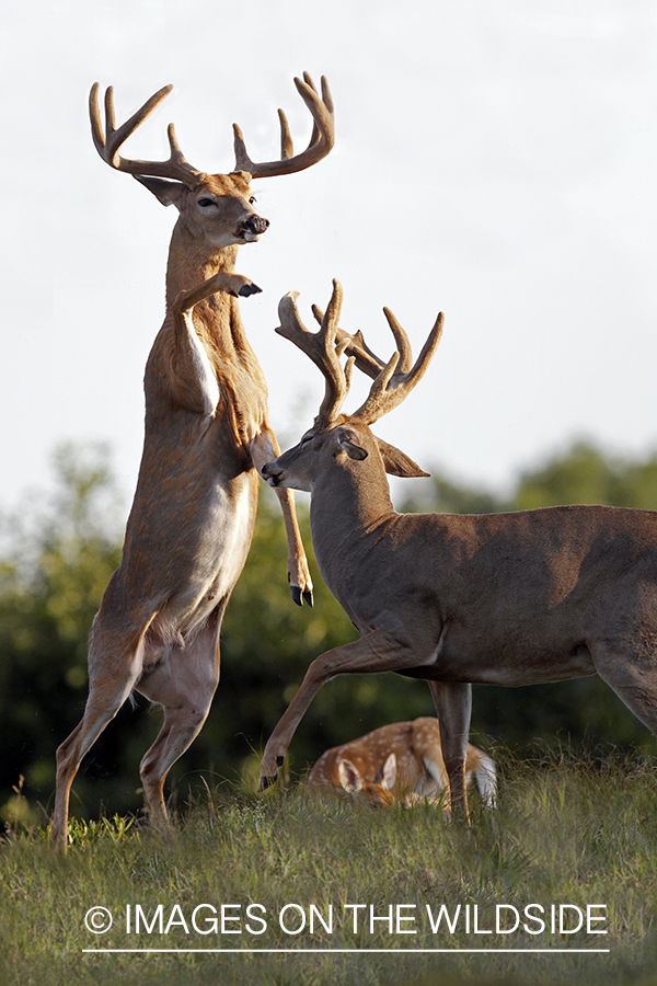 White-tailed bucks fighting. 