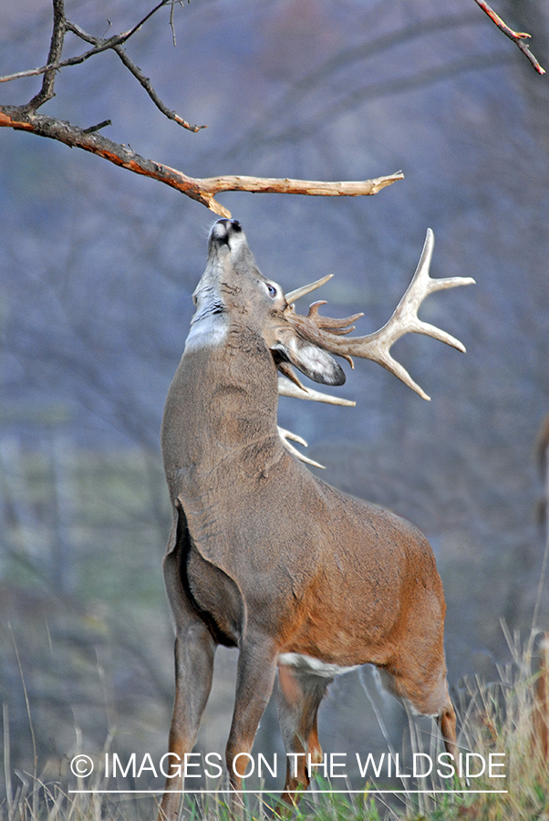 White-tailed buck in habitat. 