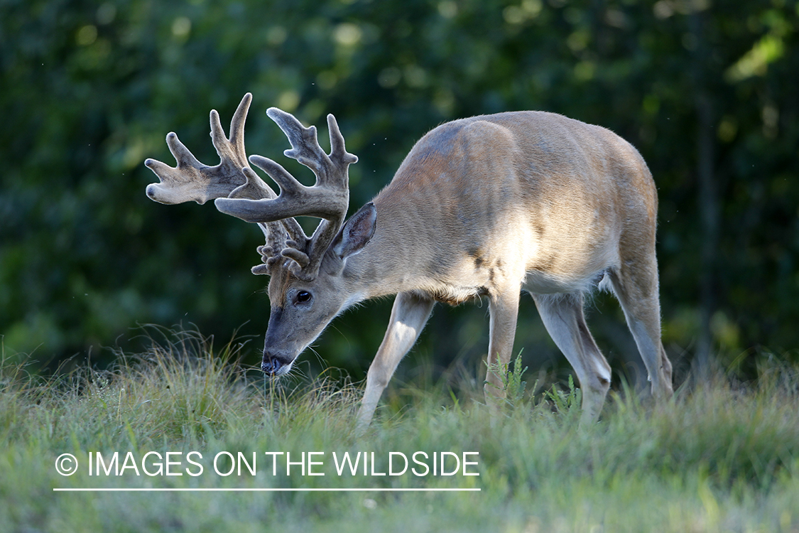 White-tailed buck in velvet.  