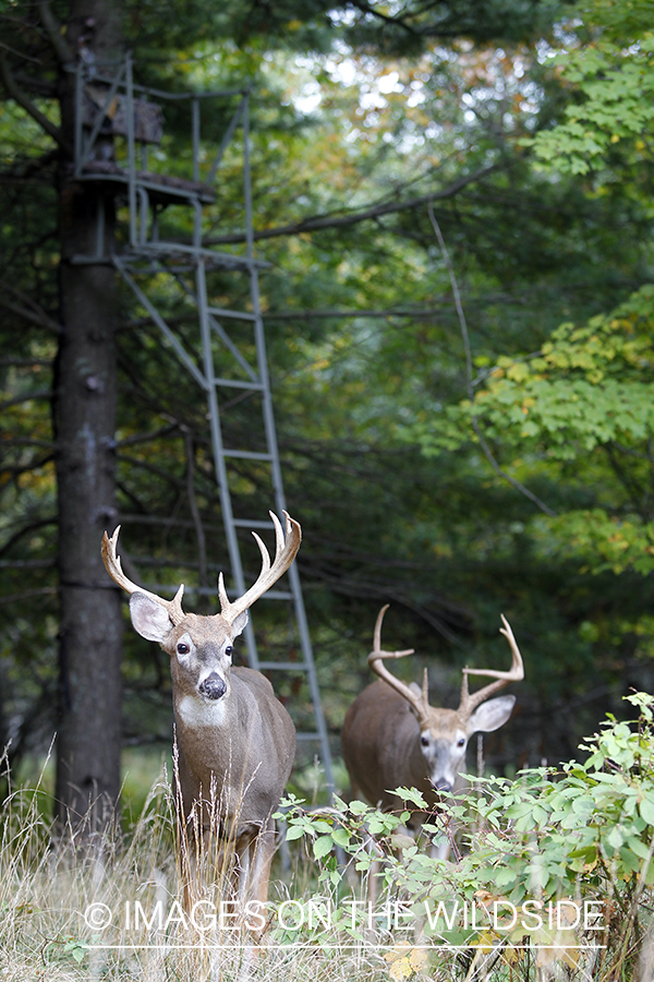 White-tailed bucks in front of tree stand.   