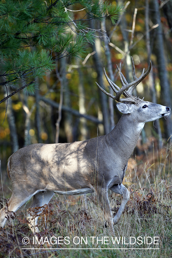 White-tailed buck in habitat. 