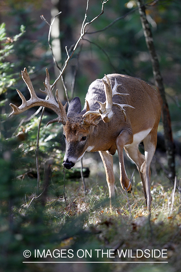 White-tailed buck in habitat. 