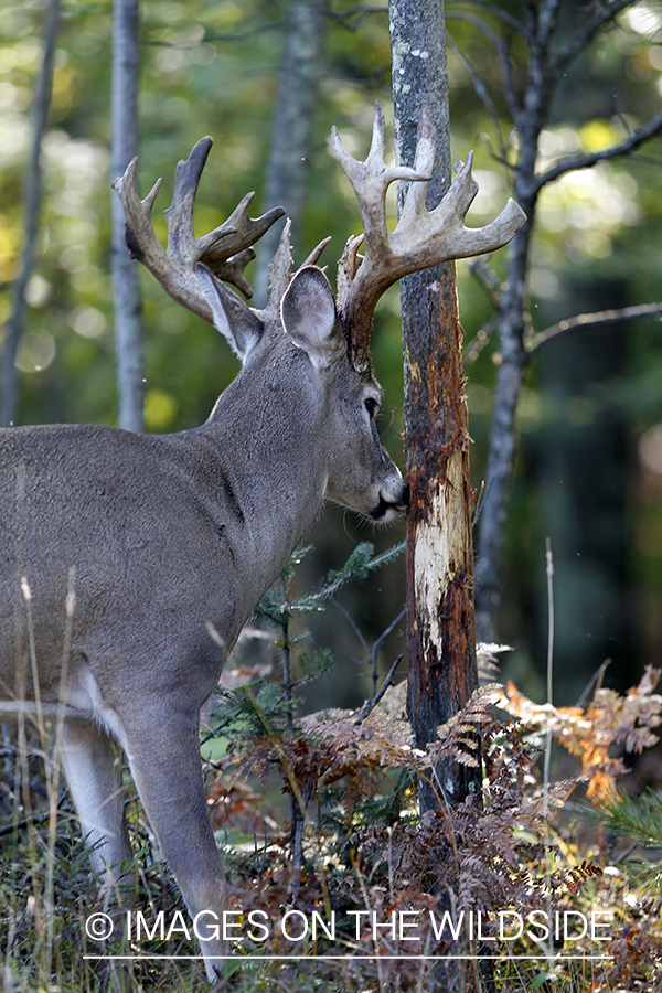 White-tailed buck rubbing tree. 