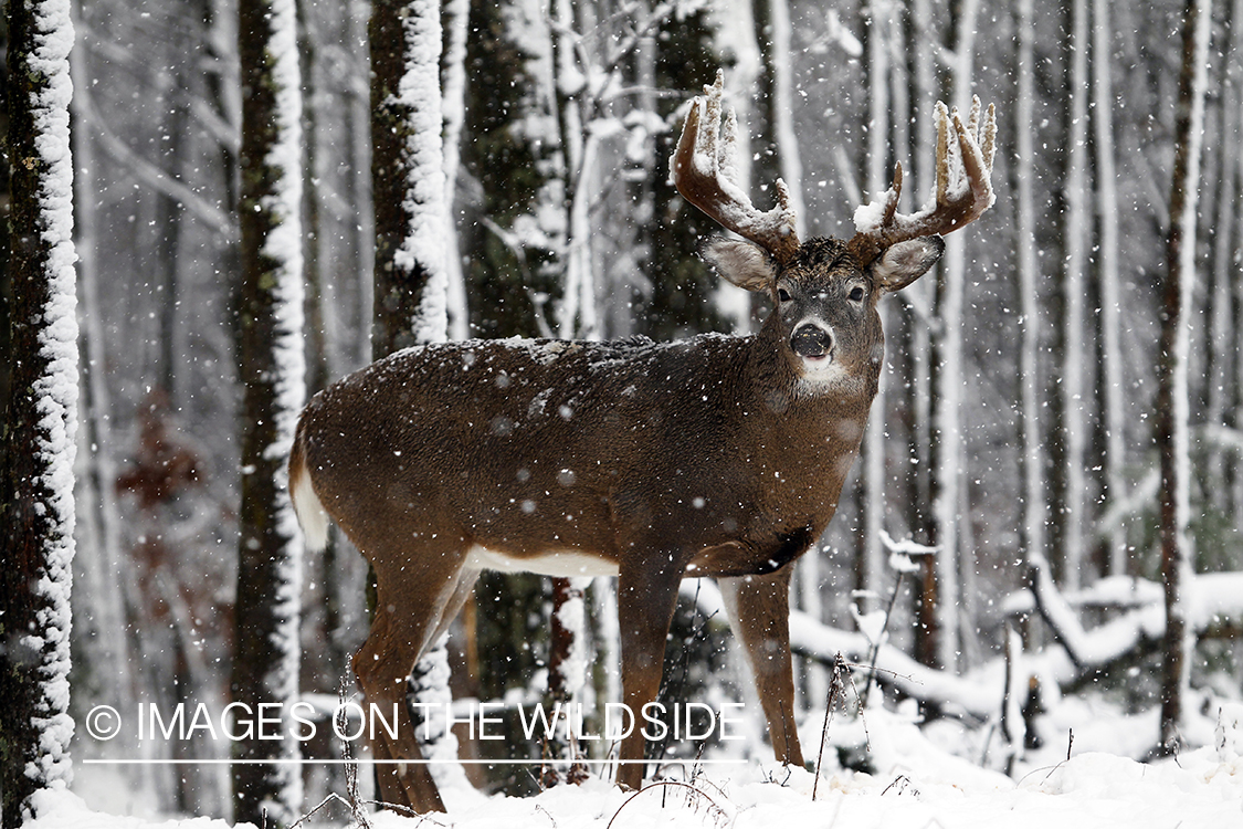 White-tailed buck in winter.  