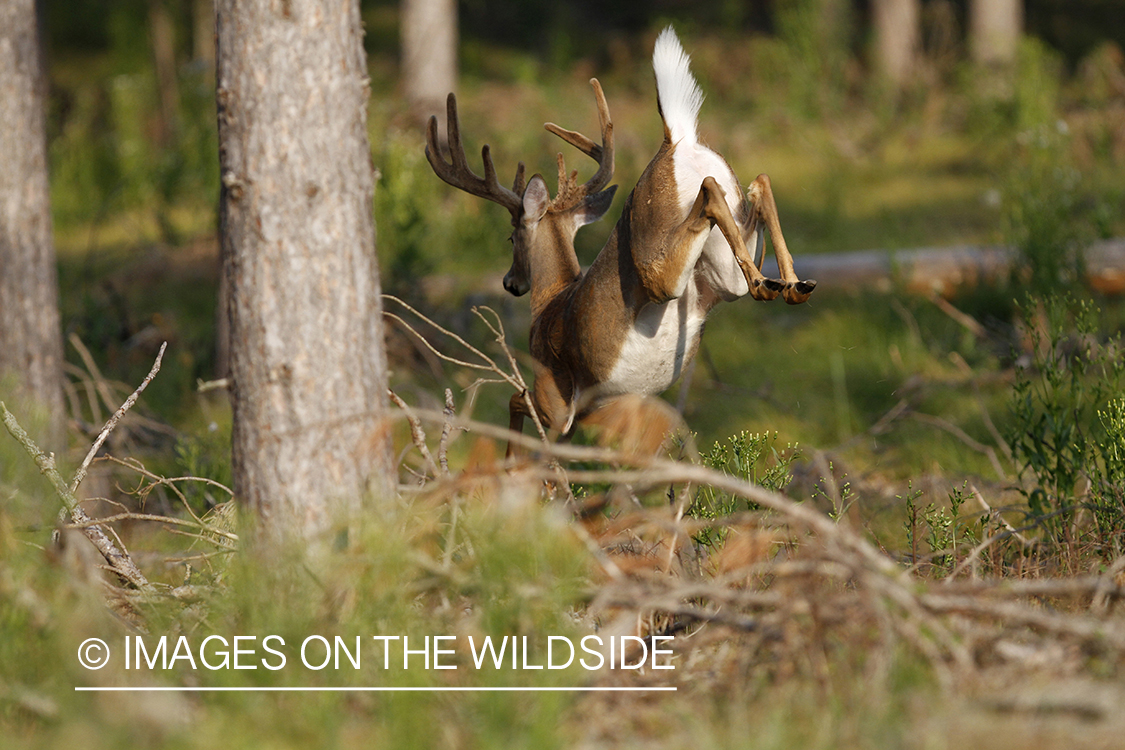 White-tailed buck in habitat.