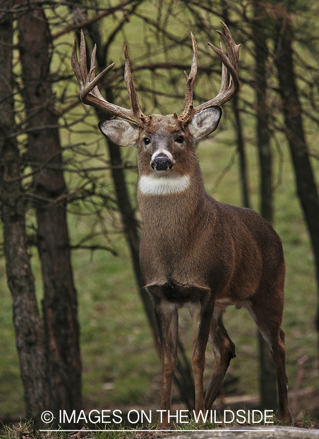 White-tailed buck in habitat.