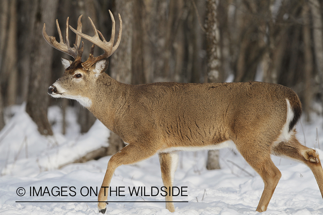 White-tailed buck in winter habitat.