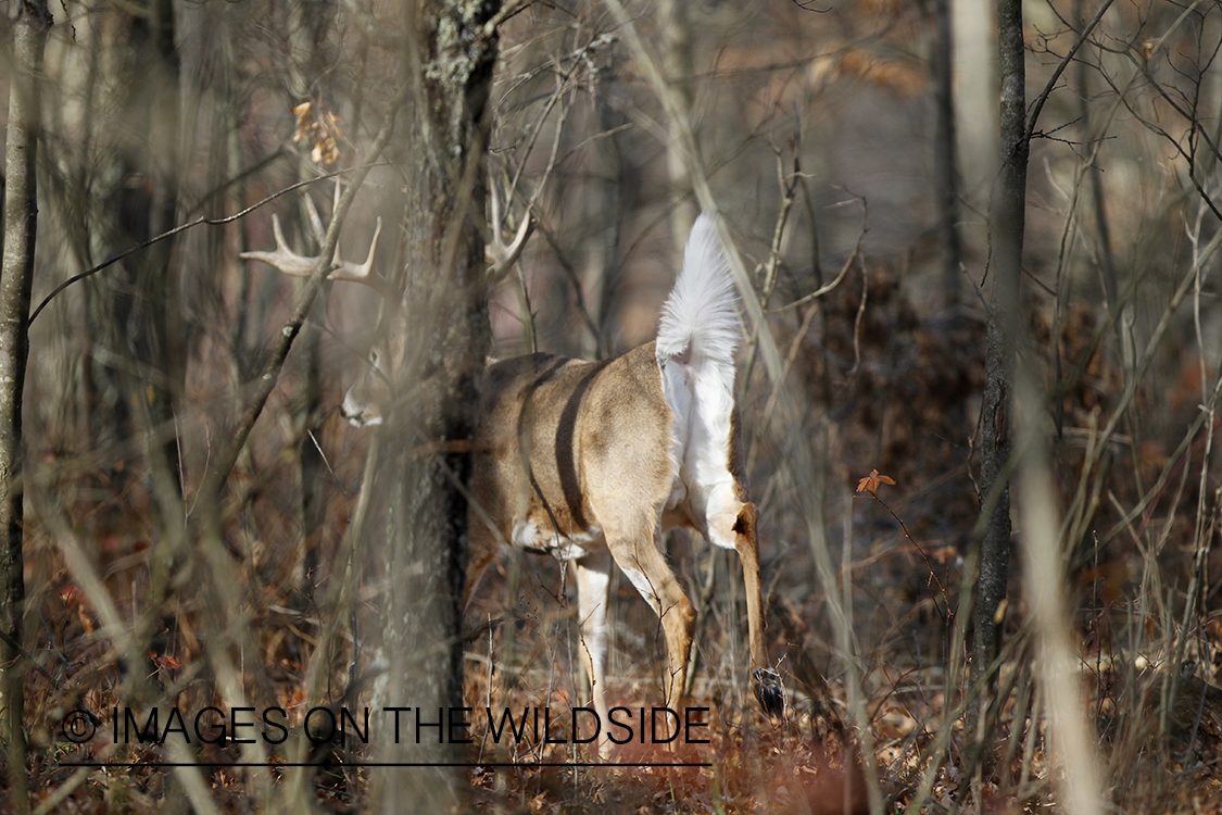 White-tailed buck fleeing.