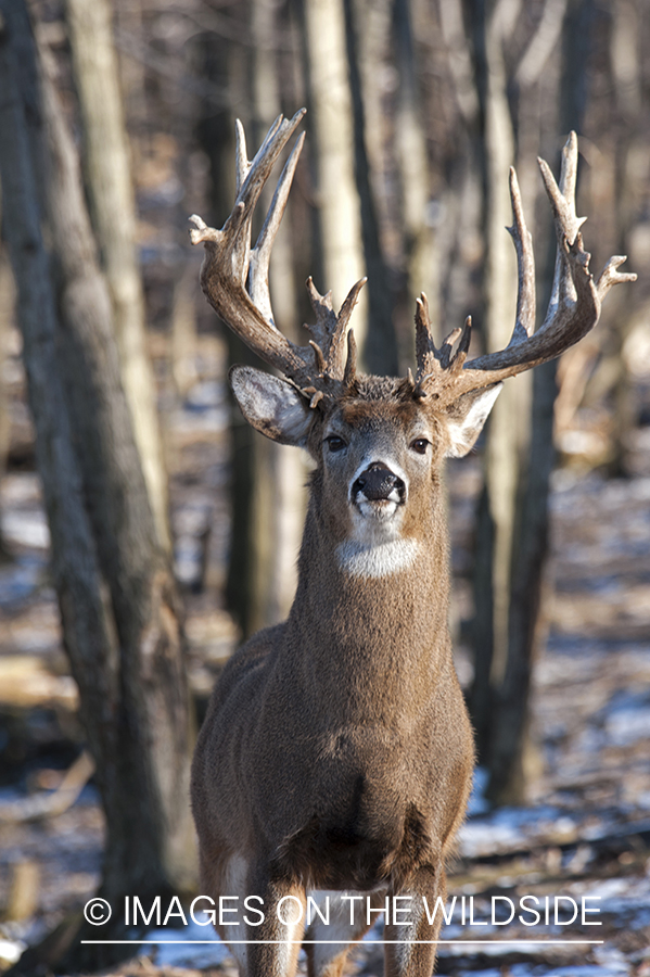 White-tailed buck in habitat.