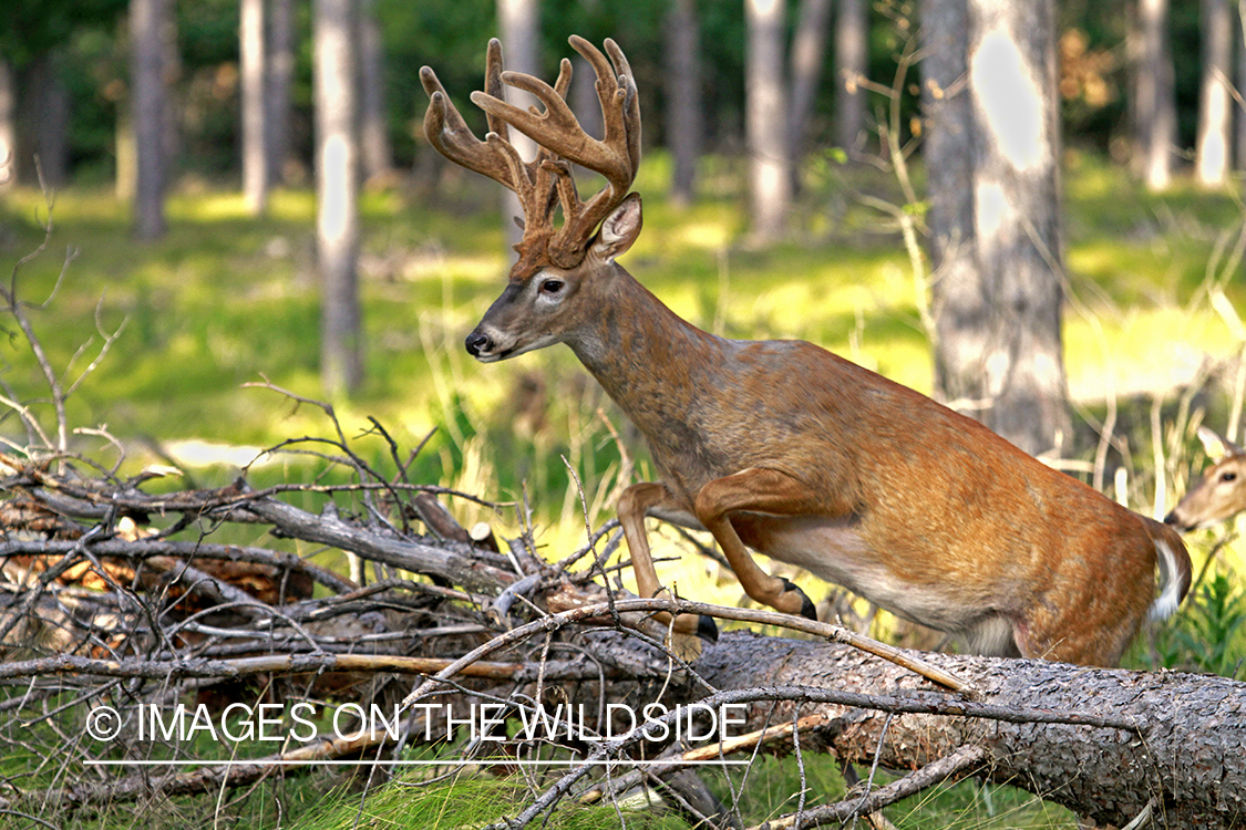 White-tailed buck in habitat.