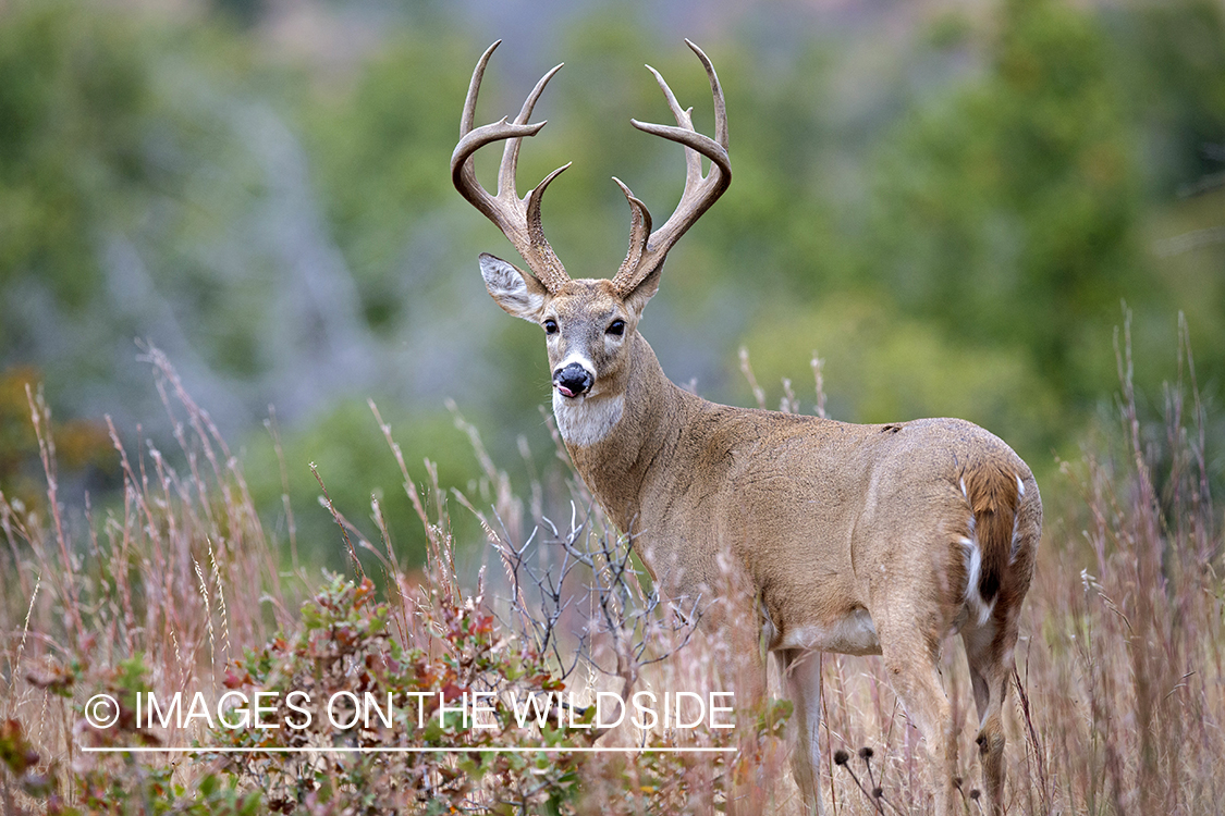 White-tailed buck in habitat. 