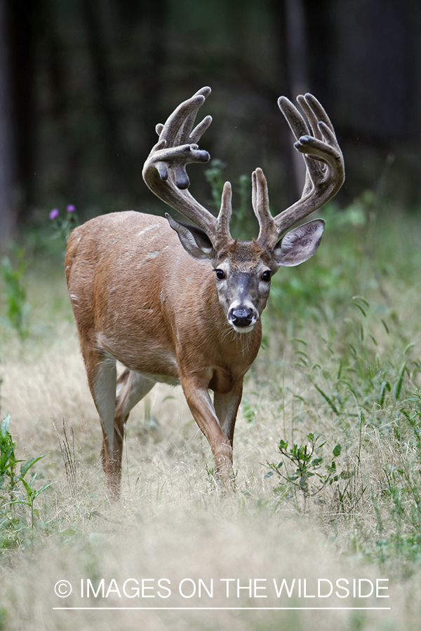 White-tailed buck in velvet.