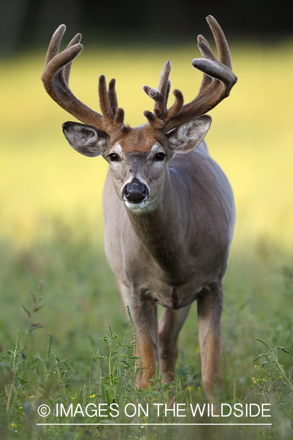 White-tailed buck in velvet.