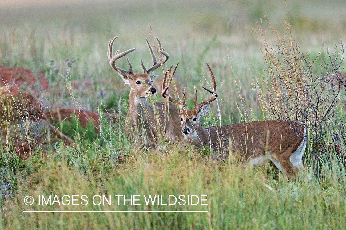 White-tailed bucks in habitat.