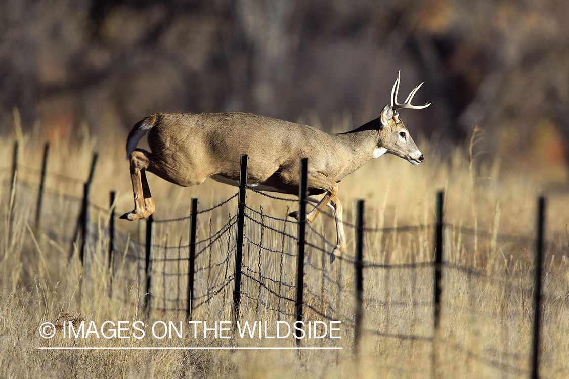 White-tailed buck jumping fence.