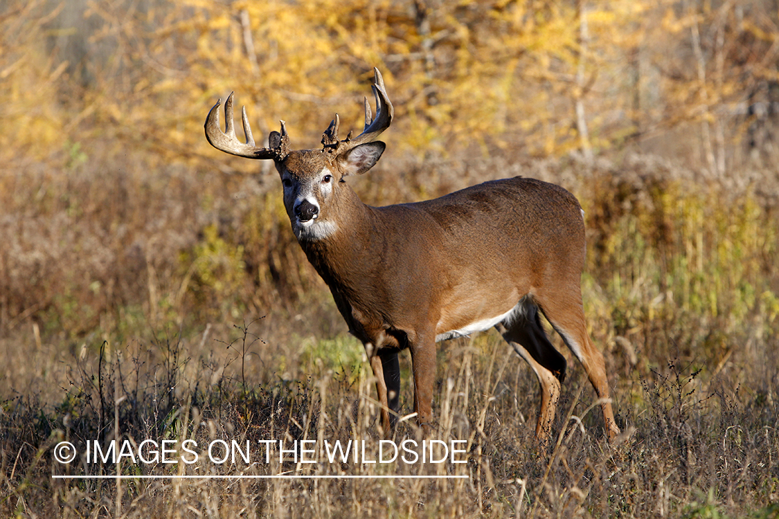 White-tailed buck in habitat.