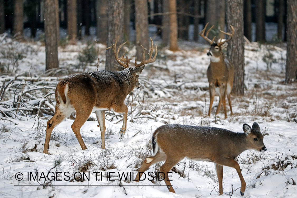 White-tailed bucks competing for a doe during the rut. 