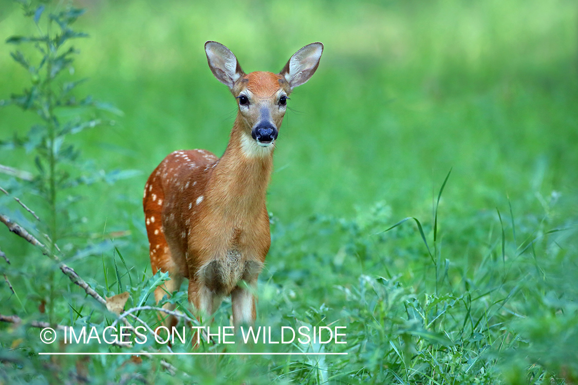 White-tailed deer fawn in habitat.