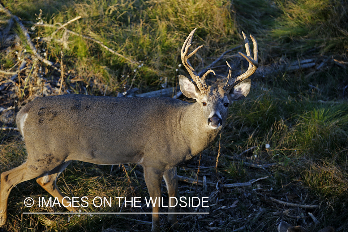 White-tailed buck photographed from tree stand.